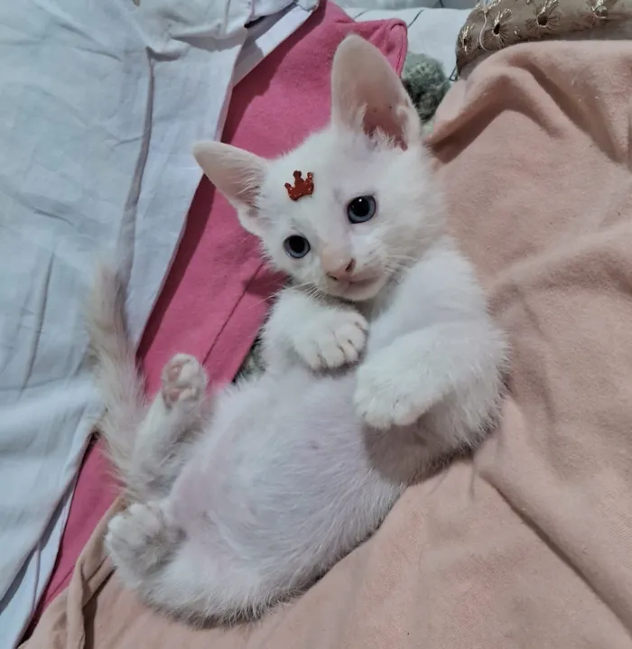 Gato raça SRD-ViraLata idade 2 a 6 meses nome Chantilly