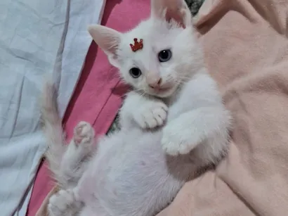 Gato raça SRD-ViraLata idade 2 a 6 meses nome Chantilly