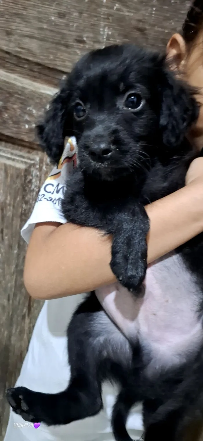 Cachorro raça SRD-ViraLata idade 2 a 6 meses nome Baguera 