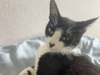 Gato raça SRD-ViraLata idade 7 a 11 meses nome Cristina