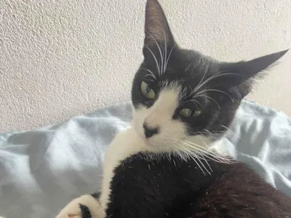 Gato raça SRD-ViraLata idade 7 a 11 meses nome Cristina