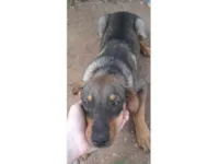 O animal não tem nome 