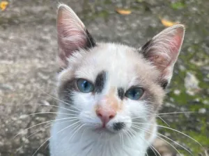 Gato raça SRD-ViraLata idade 2 a 6 meses nome Sem nome 