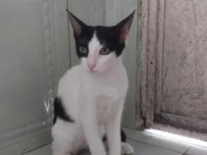 Gato raça SRD-ViraLata idade 2 a 6 meses nome Cruella