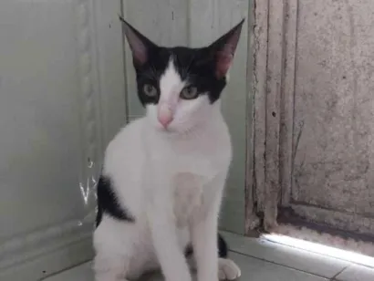 Gato raça SRD-ViraLata idade 2 a 6 meses nome Cruella