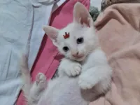 Gato raça SRD-ViraLata idade 2 a 6 meses nome Chantilly