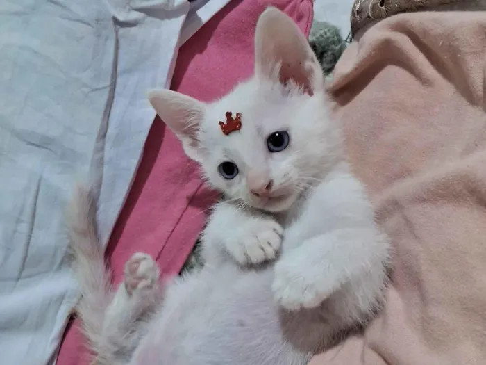 Gato raça SRD-ViraLata idade 2 a 6 meses nome Chantilly