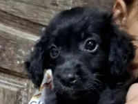 Cachorro raça SRD-ViraLata idade 2 a 6 meses nome Baguera 