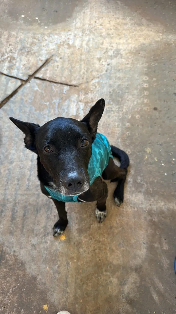 Cachorro raça SRD-ViraLata idade 4 anos nome Victor Hugo