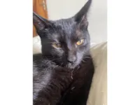 Gato raça SRD-ViraLata idade 7 a 11 meses nome Breu