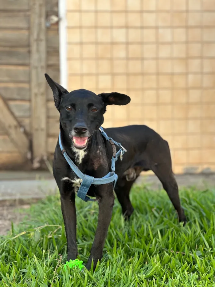 Cachorro raça SRD-ViraLata idade 4 anos nome Victor Hugo