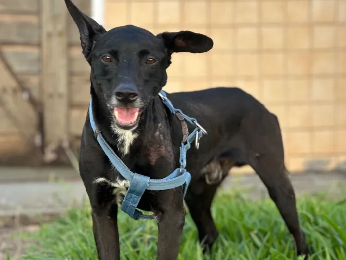 Cachorro raça SRD-ViraLata idade 4 anos nome Victor Hugo