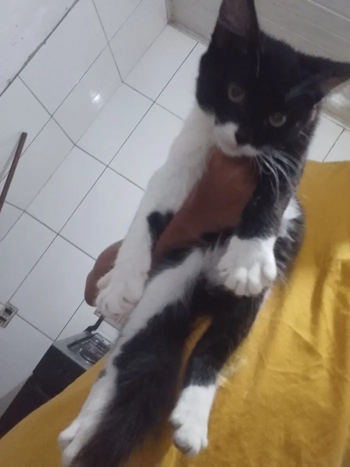 Gato raça American Shorthair idade Abaixo de 2 meses nome Nina
