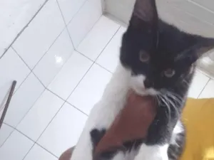 Gato raça American Shorthair idade Abaixo de 2 meses nome Nina