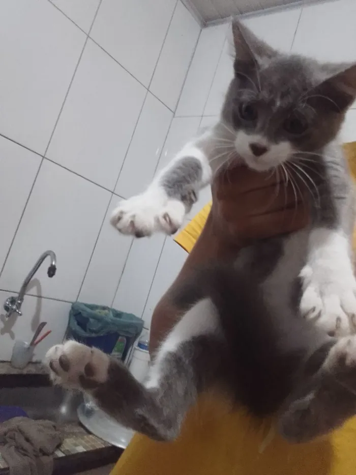 Gato raça American Shorthair idade Abaixo de 2 meses nome Raquel