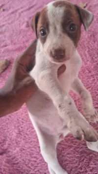 Cachorro raça SRD-ViraLata idade Abaixo de 2 meses nome Ainda não coloquei nomes 