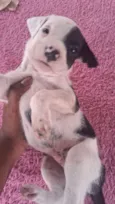 Cachorro raça SRD-ViraLata idade Abaixo de 2 meses nome Ainda não coloquei nomes 