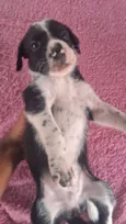 Cachorro raça SRD-ViraLata idade Abaixo de 2 meses nome Ainda não coloquei nomes 