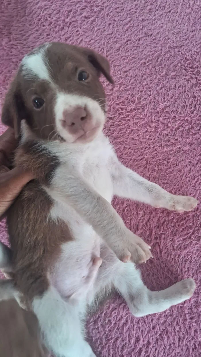 Cachorro raça SRD-ViraLata idade Abaixo de 2 meses nome Ainda não coloquei nomes 