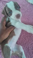 Cachorro raça SRD-ViraLata idade Abaixo de 2 meses nome Ainda não coloquei nomes 