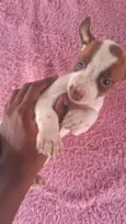 Cachorro raça SRD-ViraLata idade Abaixo de 2 meses nome Ainda não coloquei nomes 