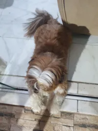 Cachorro raça Shitzu idade 3 anos nome Apolo