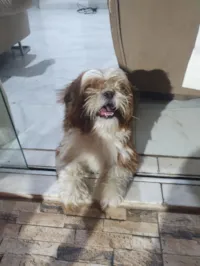Cachorro raça Shitzu idade 3 anos nome Apolo