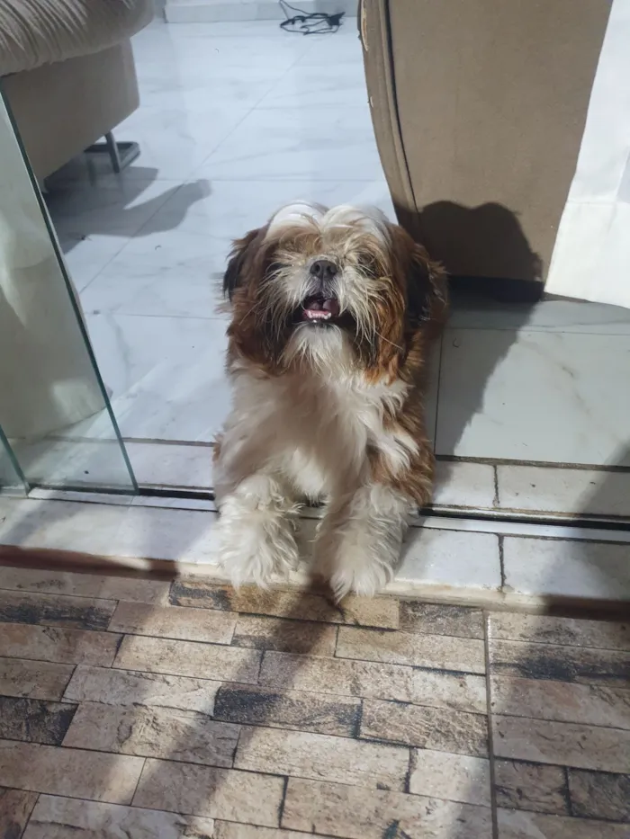 Cachorro raça Shitzu idade 3 anos nome Apolo