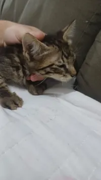 Gato raça SRD-ViraLata idade Abaixo de 2 meses nome Sem nome