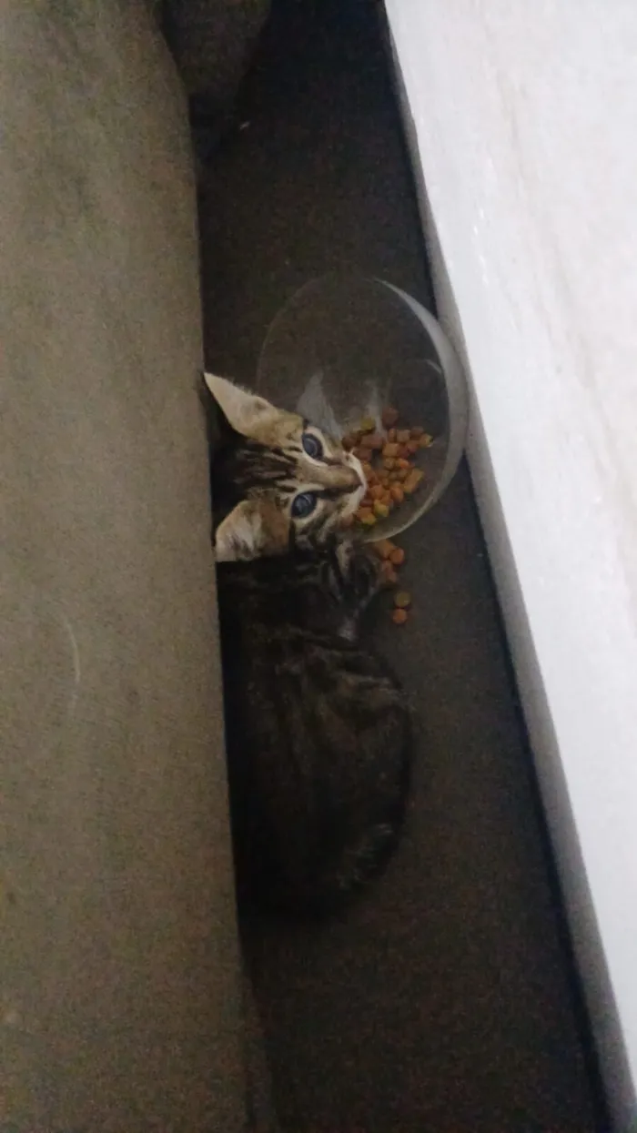 Gato raça SRD-ViraLata idade Abaixo de 2 meses nome Sem nome