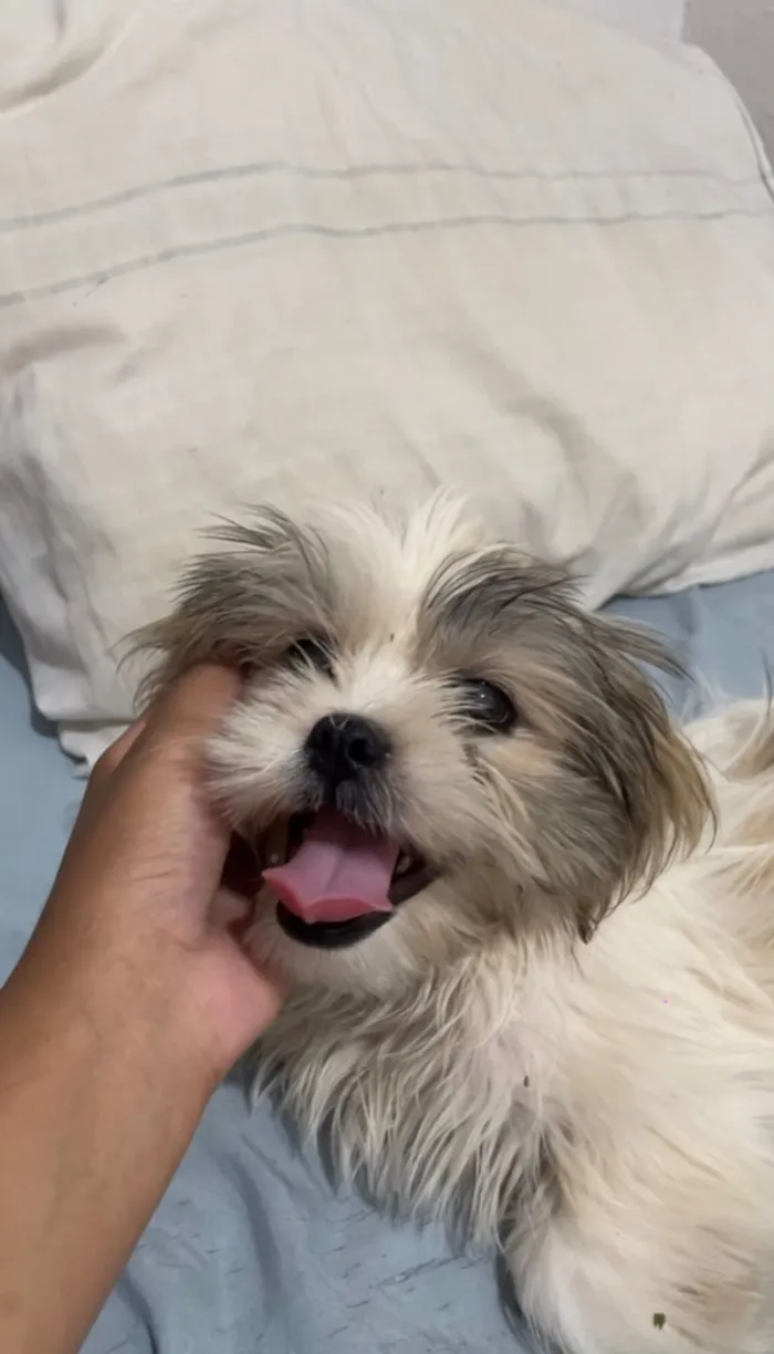 Cachorro raça Shitzu idade 2 a 6 meses nome Teodoro