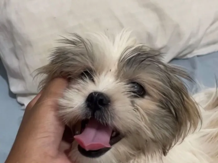 Cachorro raça Shitzu idade 2 a 6 meses nome Teodoro