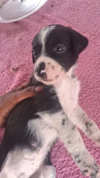 Cachorro raça SRD-ViraLata idade Abaixo de 2 meses nome Ainda não coloquei nomes 