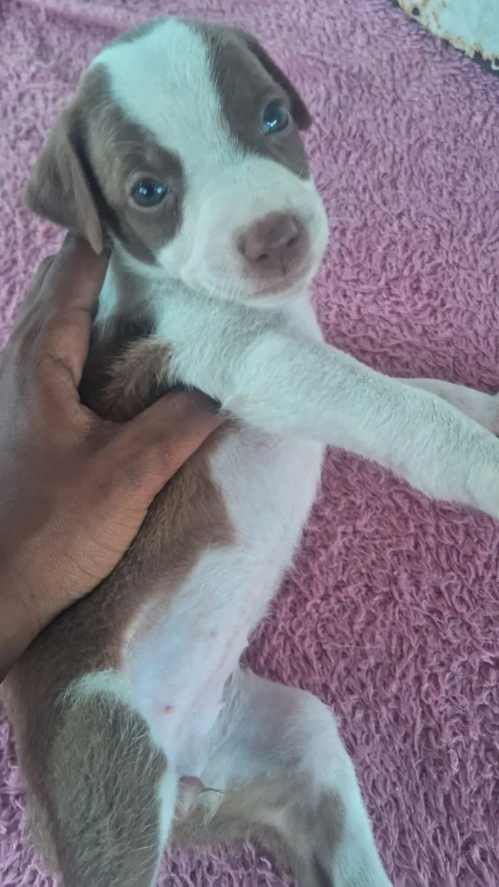 Cachorro raça SRD-ViraLata idade Abaixo de 2 meses nome Ainda não coloquei nomes 