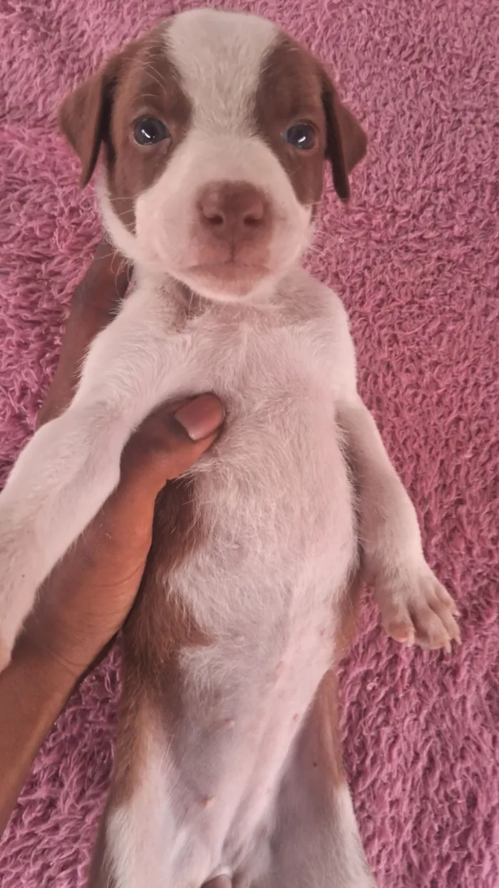 Cachorro raça SRD-ViraLata idade Abaixo de 2 meses nome Ainda não coloquei nomes 