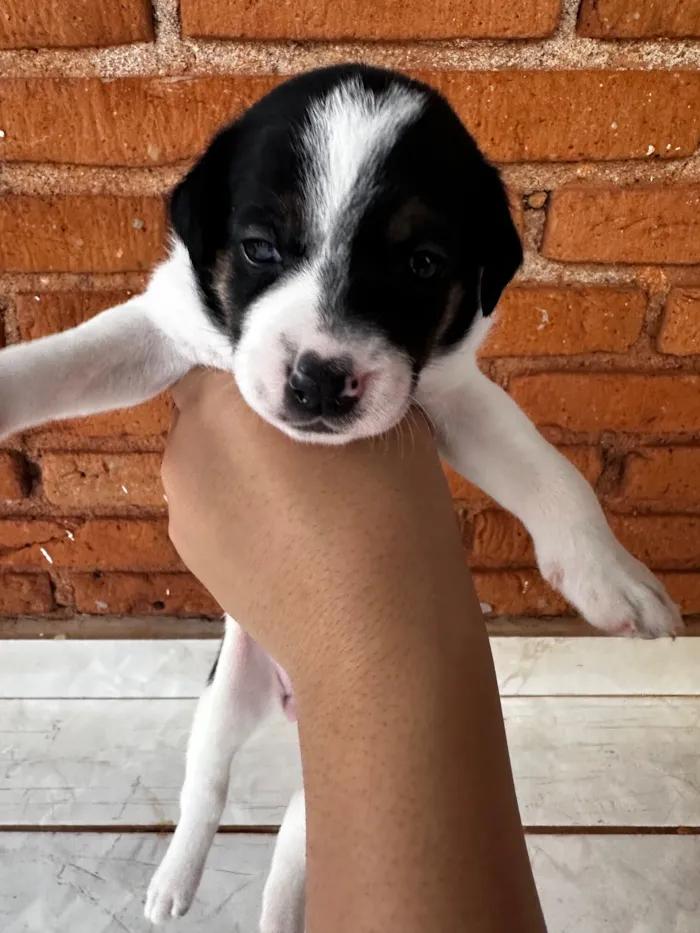 Cachorro raça SRD-ViraLata idade Abaixo de 2 meses nome Todos ainda sem nome 