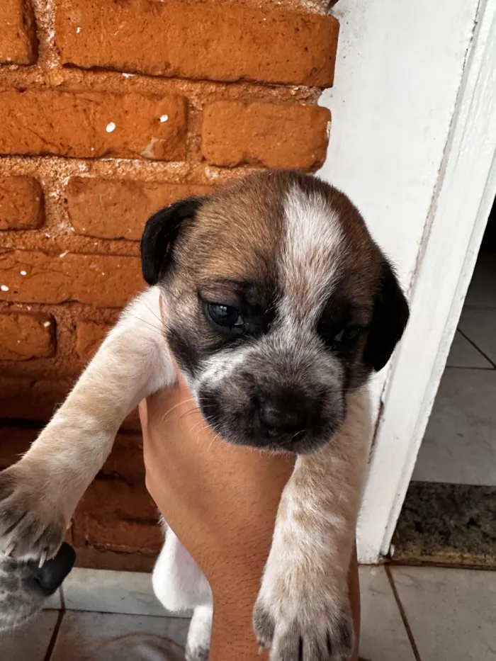 Cachorro raça SRD-ViraLata idade Abaixo de 2 meses nome Todos ainda sem nome 