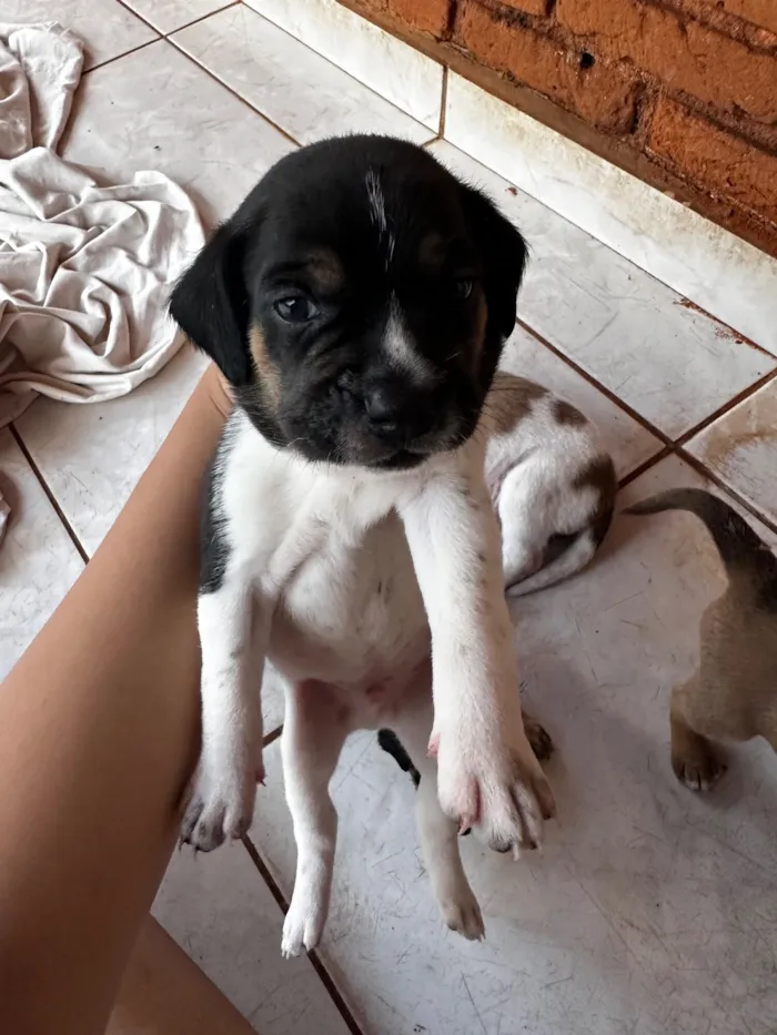 Cachorro raça SRD-ViraLata idade Abaixo de 2 meses nome Todos ainda sem nome 