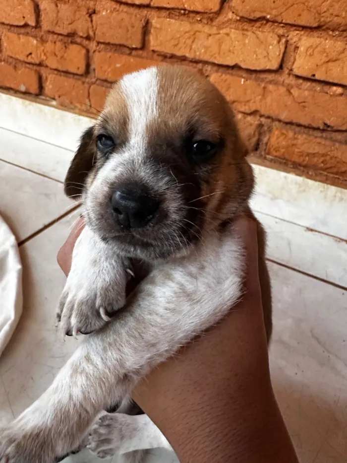 Cachorro raça SRD-ViraLata idade Abaixo de 2 meses nome Todos ainda sem nome 