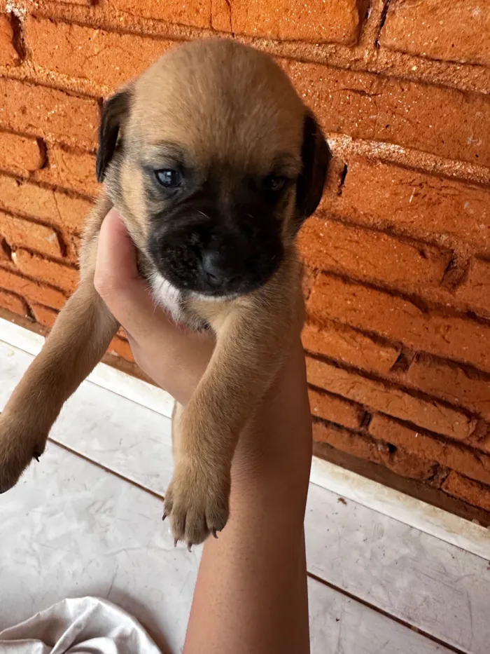 Cachorro raça SRD-ViraLata idade Abaixo de 2 meses nome Todos ainda sem nome 