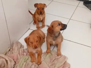 Cachorro raça SRD-ViraLata idade 2 a 6 meses nome Sem nomes