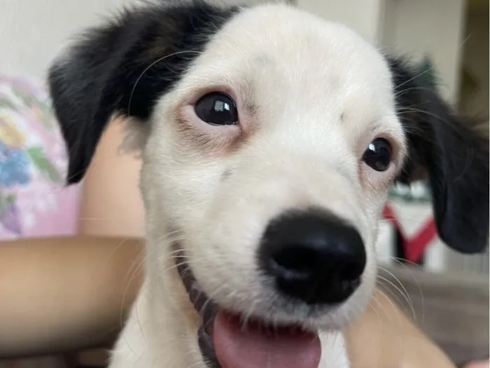 Cachorro raça SRD-ViraLata idade 1 ano nome Jon 