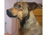 Cachorro raça SRD-ViraLata idade 7 a 11 meses nome Whisky