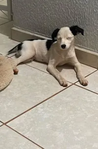 Cachorro raça SRD-ViraLata idade 1 ano nome Jon