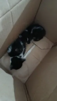 Doaçõe gatos resgatados.