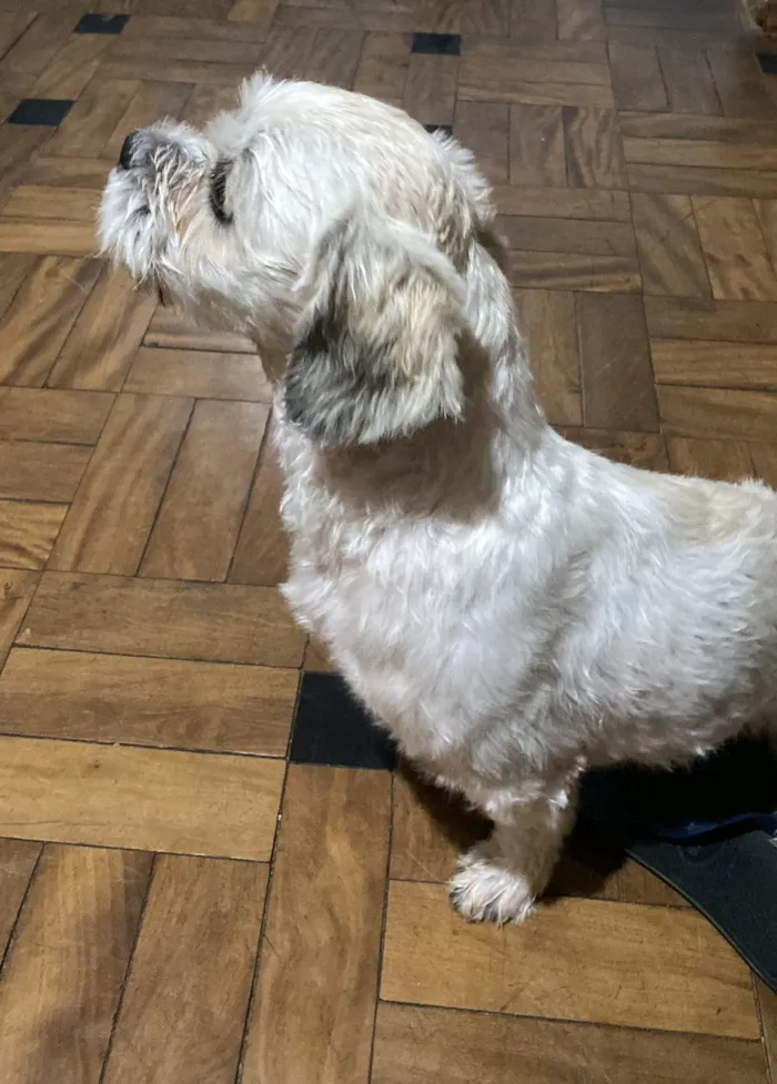 Cachorro raça Shitzu idade 2 anos nome Não identificado