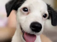 Cachorro raça SRD-ViraLata idade 1 ano nome Jon