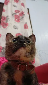 Gato raça SRD-ViraLata idade 2 a 6 meses nome Cacau, e 4 filhotinhos sem nomes, taz, oliver 