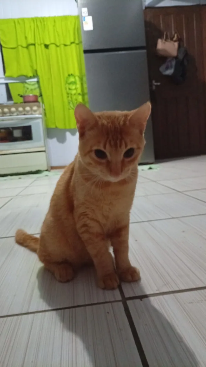 Cacau, e 4 filhotinhos sem nomes, taz, oliver 