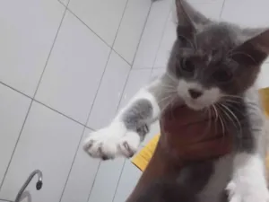 Gato raça American Shorthair idade Abaixo de 2 meses nome Raquel